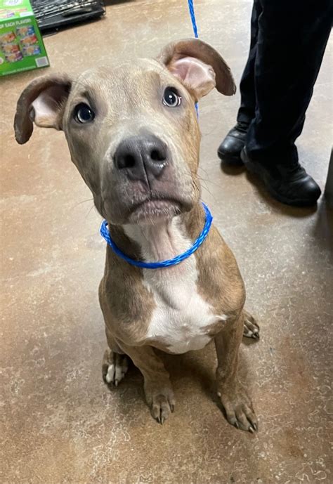 animal control gladstone mo|City of Gladstone Animal Control .